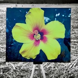 Hawaiian flower 16x20 Glass Photo